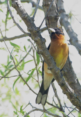 Black-headed Grosbeak, male