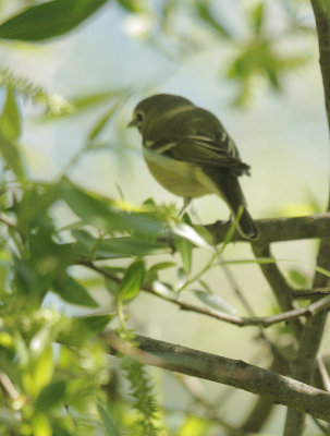 Cassins Vireo