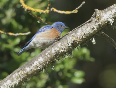 Western Bluebird, male