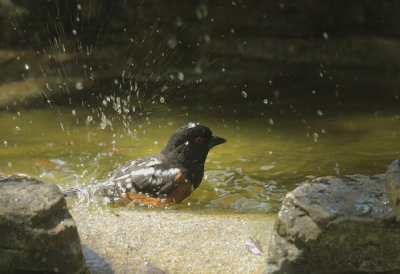 Spotted Towhee, male