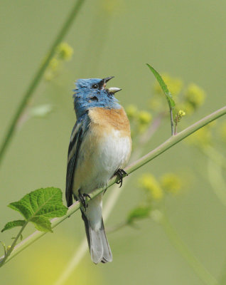 Lazuli Bunting, male singing