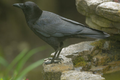 American Crow