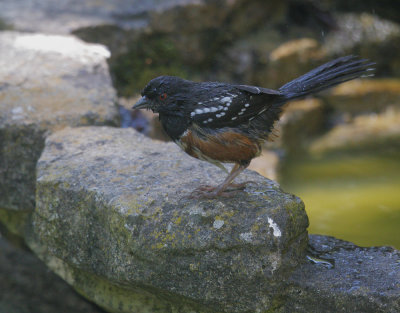Spotted Towhee, male