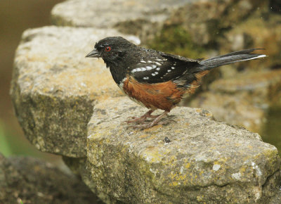 Spotted Towhee, just emerged from bath
