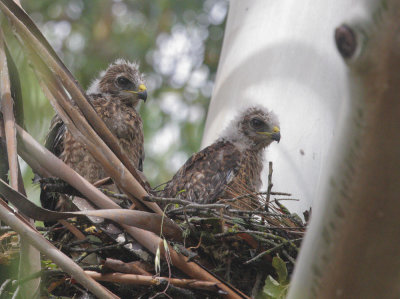 Red-shouldered Hawks, two nestlings, 5/19