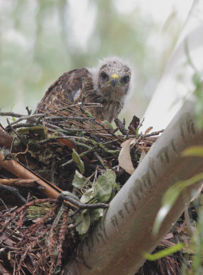 Red-shouldered Hawk, nestling, 5/19