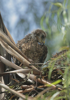 Red-shouldered Hawk, nestling, preening, 5/19