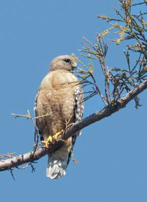 Red-shouldered Hawk, adult, 5/22