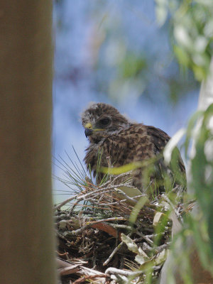 Red-shouldered Hawk, nestling, 5/22