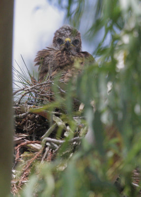 Red-shouldered Hawk, nestling, 5/22