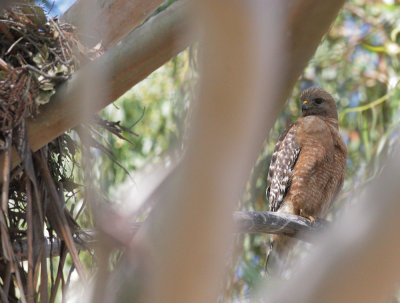 Red-shouldered Hawk, adult at nest, 5/22