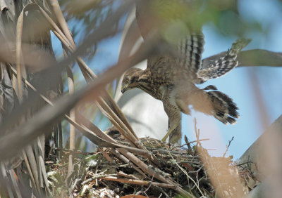 Red-shouldered Hawk, nestling, flapping wings, 5/25