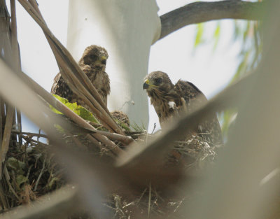 Red-shouldered Hawks, three nestlings, 5/24