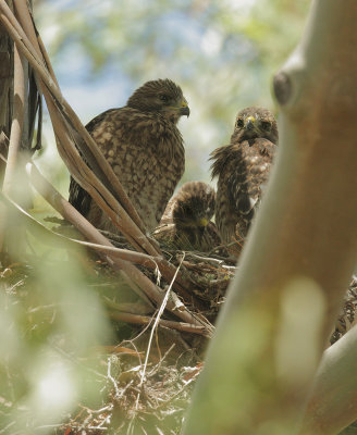 Red-shouldered Hawks, three nestlings, 5/25