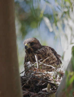 Red-shouldered Hawk, nestling, 5/31