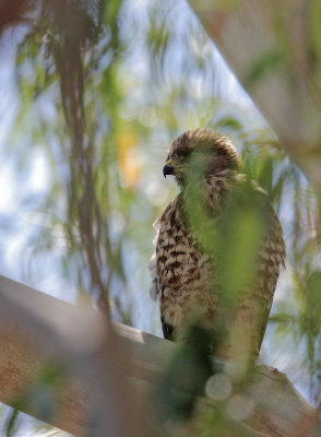 Red-shouldered Hawk, branchling, 5/31