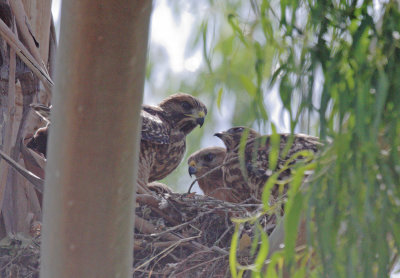 Red-shouldered Hawks, two juveniles, one adult, 6/5