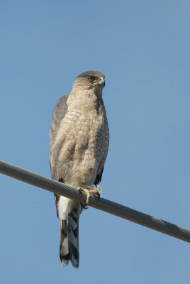 Cooper's Hawk, female