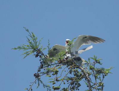 White-tailed Kites, copulating