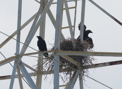 Common Ravens, pair at nest