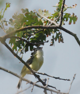 Bells Vireo, eastern