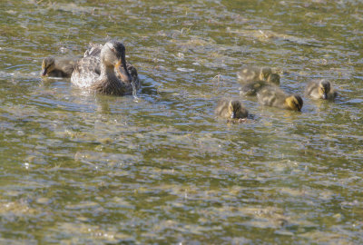 Mallards, mother and six chicks