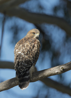 Red-shouldered Hawk, juvenile