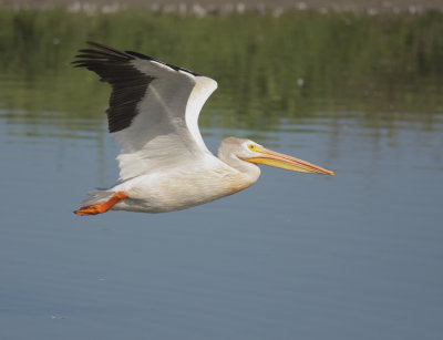 American White Pelican, taking off