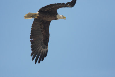Bald Eagle, taking off