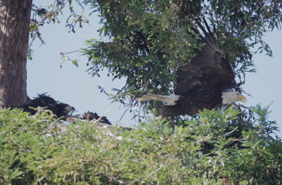 Bald Eagles, juvenile, and adult taking off