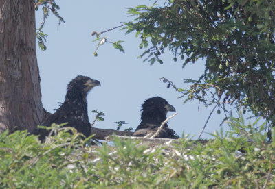 Bald Eagles, juveniles