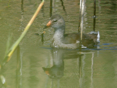 Common Gallinule, juvenile