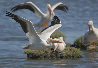 American White Pelicans