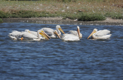 American White Pelicans