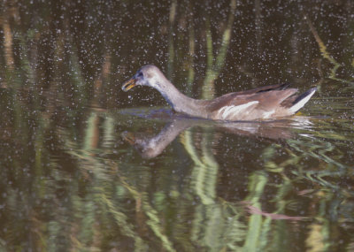 Common Gallinule, juvenile