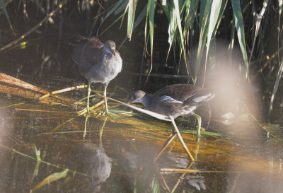 Common Gallinules, juveniles