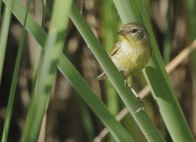 Common Yellowthroat, female
