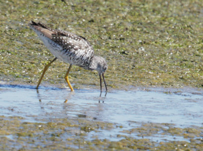 Greater Yellowlegs, breeding plumage