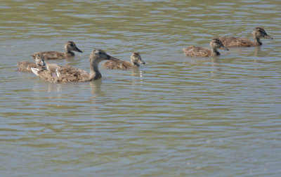 Mallards, mother and chicks