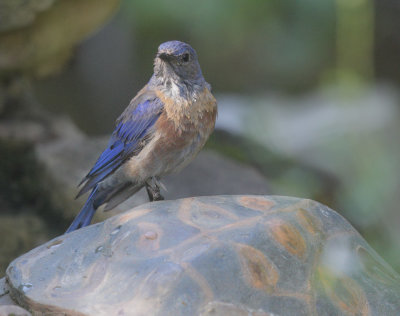 Western Bluebird, male