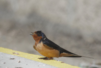 Barn Swallow, male