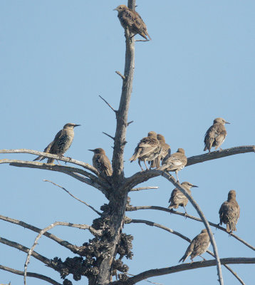 European Starlings, juveniles molting
