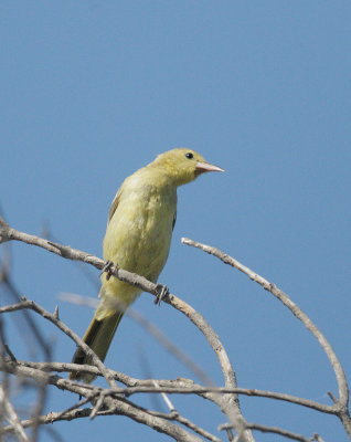 Hooded Oriole, female
