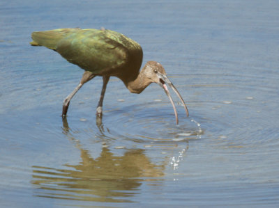 White-faced Ibis