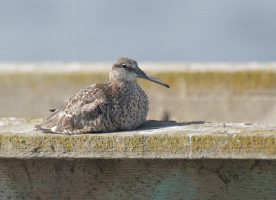 Willet, molting