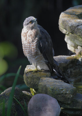 Cooper's Hawk, with message