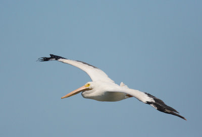 American White Pelican, flying