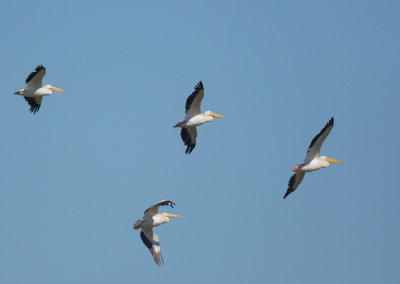 American White Pelicans