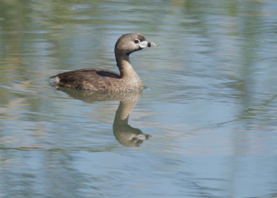 Pied-billed Grebe, breeding plumage
