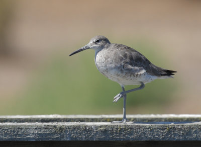 Willet, molting 1
